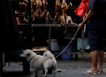 Lễ hội thịt chó ở Trung Quốc hứng chỉ trích