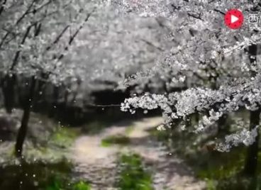 Khách Trung Quốc trèo cây, lắc cành để tạo ‘mưa’ hoa anh đào